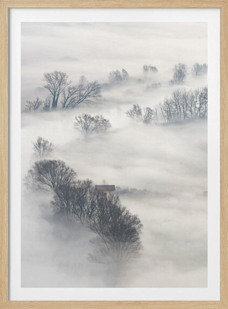 Arbres dans le brouillard | Affiche