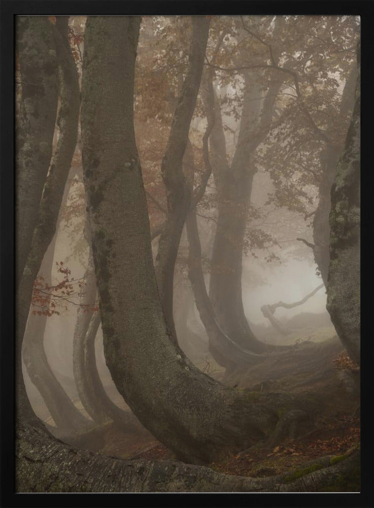 hêtres tortueux | Affiche