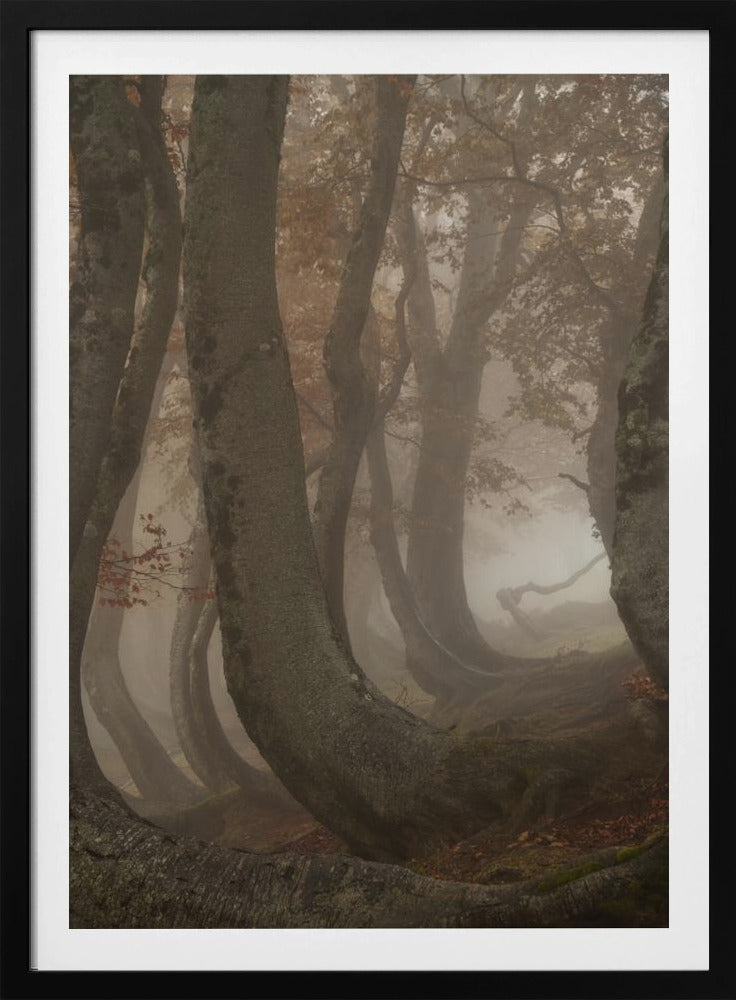 hêtres tortueux | Affiche