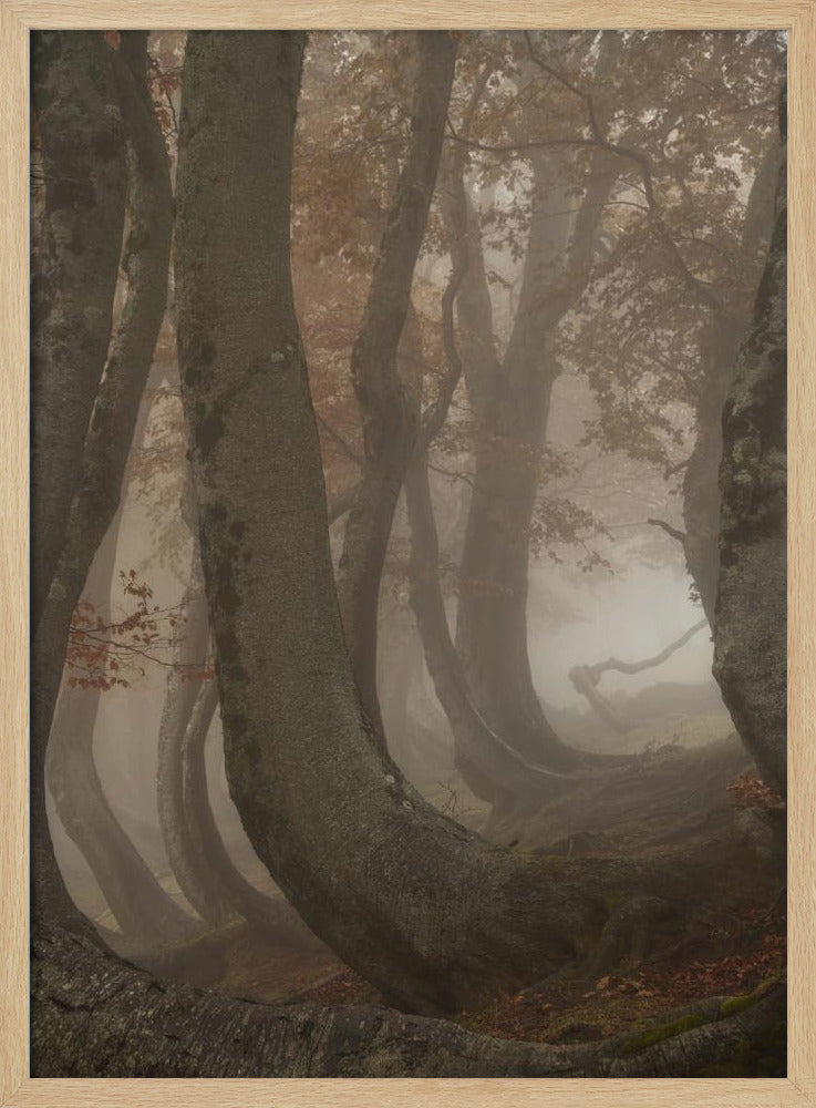 hêtres tortueux | Affiche