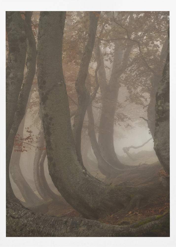 hêtres tortueux | Affiche