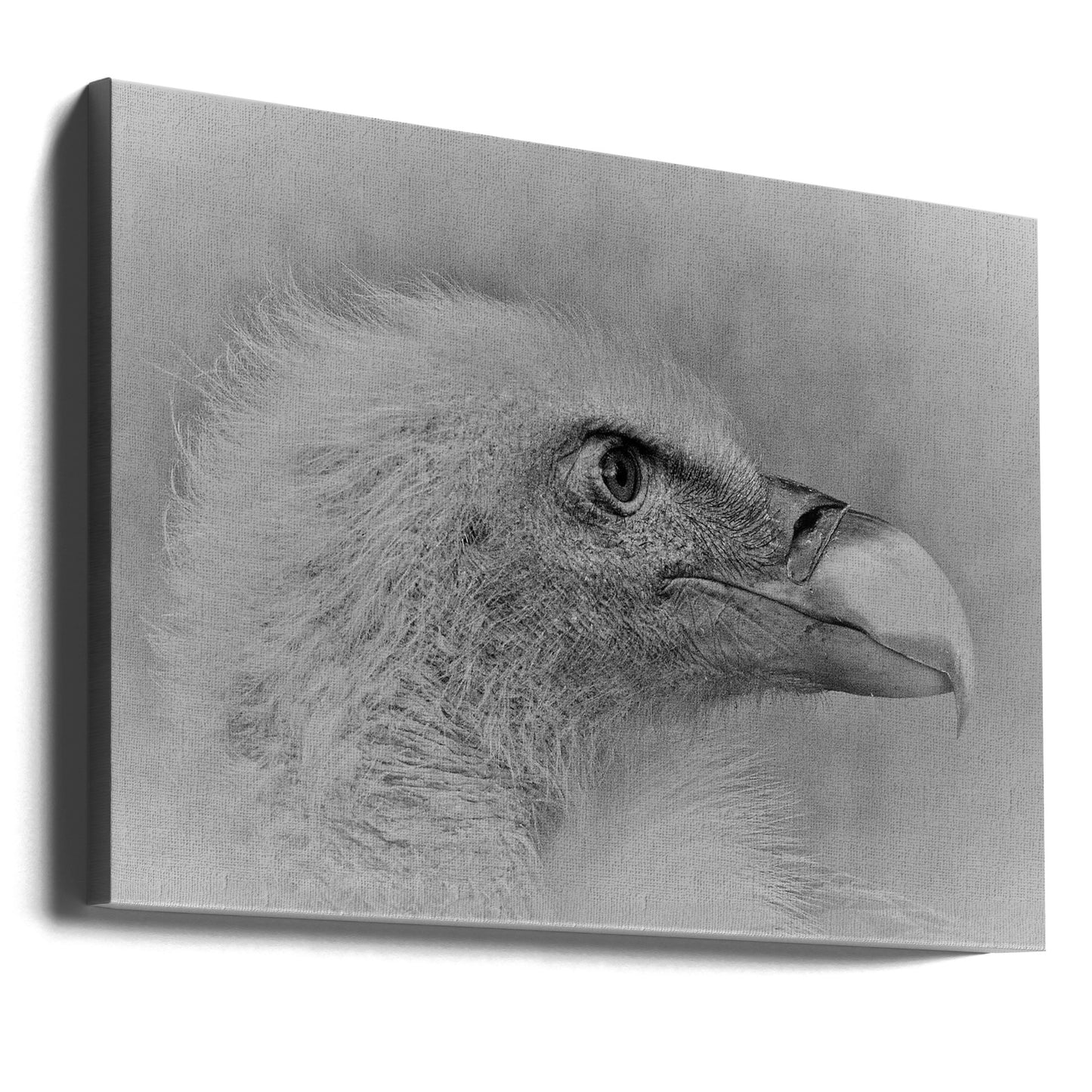 Pygargue à tête blanche | Tableaux sur Toile
