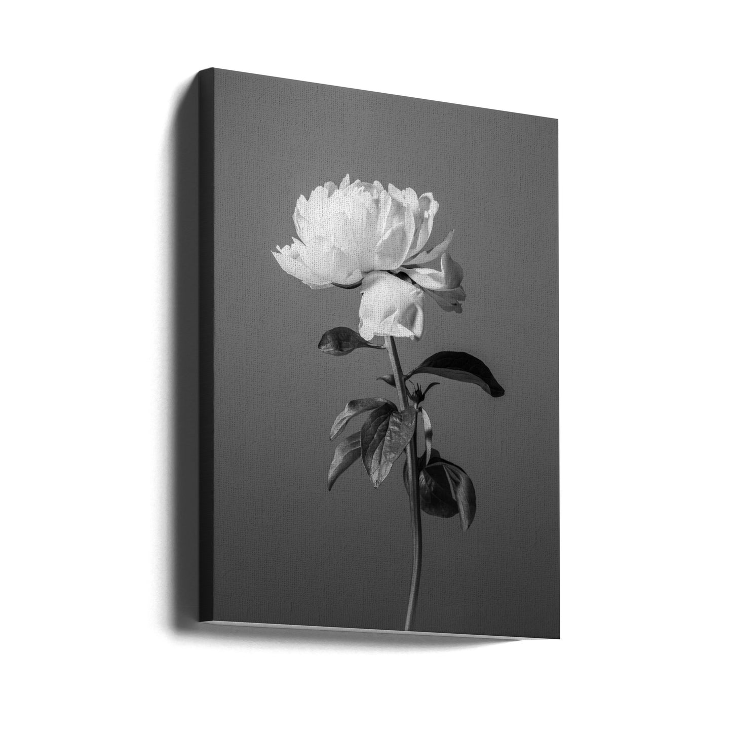Pæon BW | Lærredsbilleder