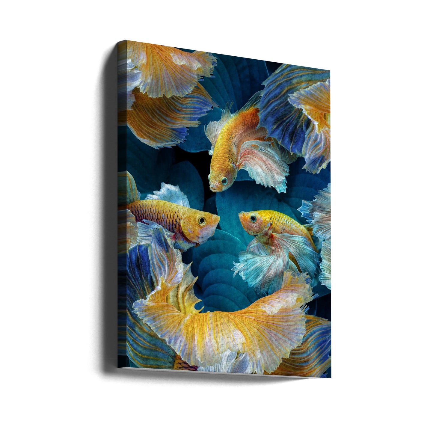 ColorFish | Stampe su Tela