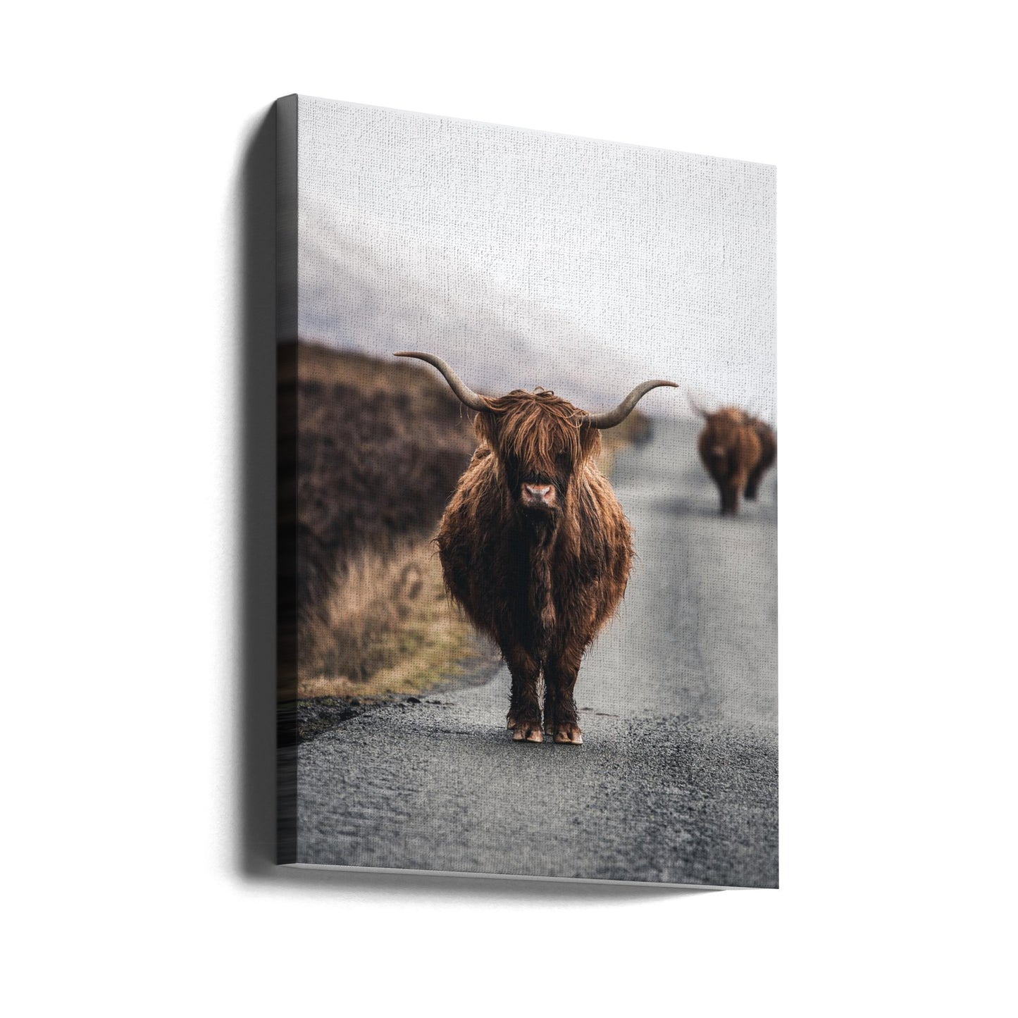 Mucca | Stampe su Tela