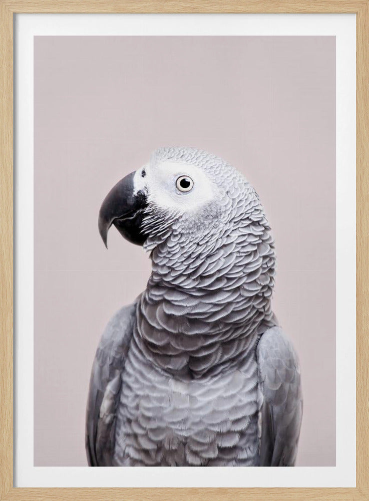 Afrikansk grå | Plakater - Kunsttryk