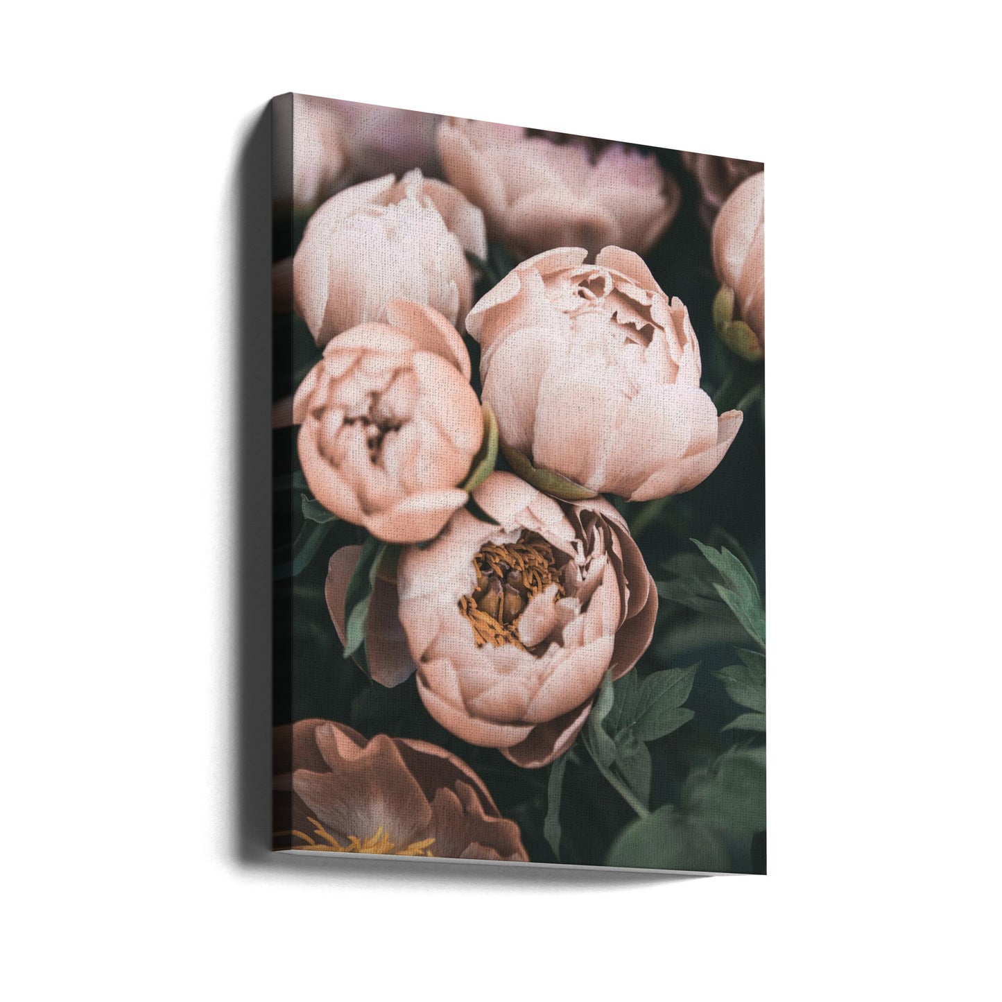 Koraalpioenrozen | Canvasprints