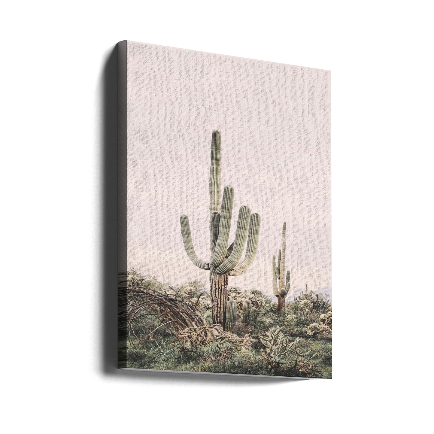 Rosa Saguaro | Canvas