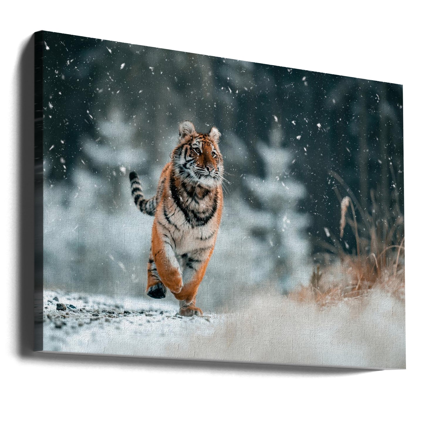 Den sibiriske tiger | Lærredsbilleder