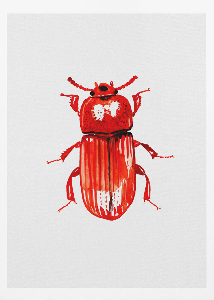 Uloma culinaris | Poster