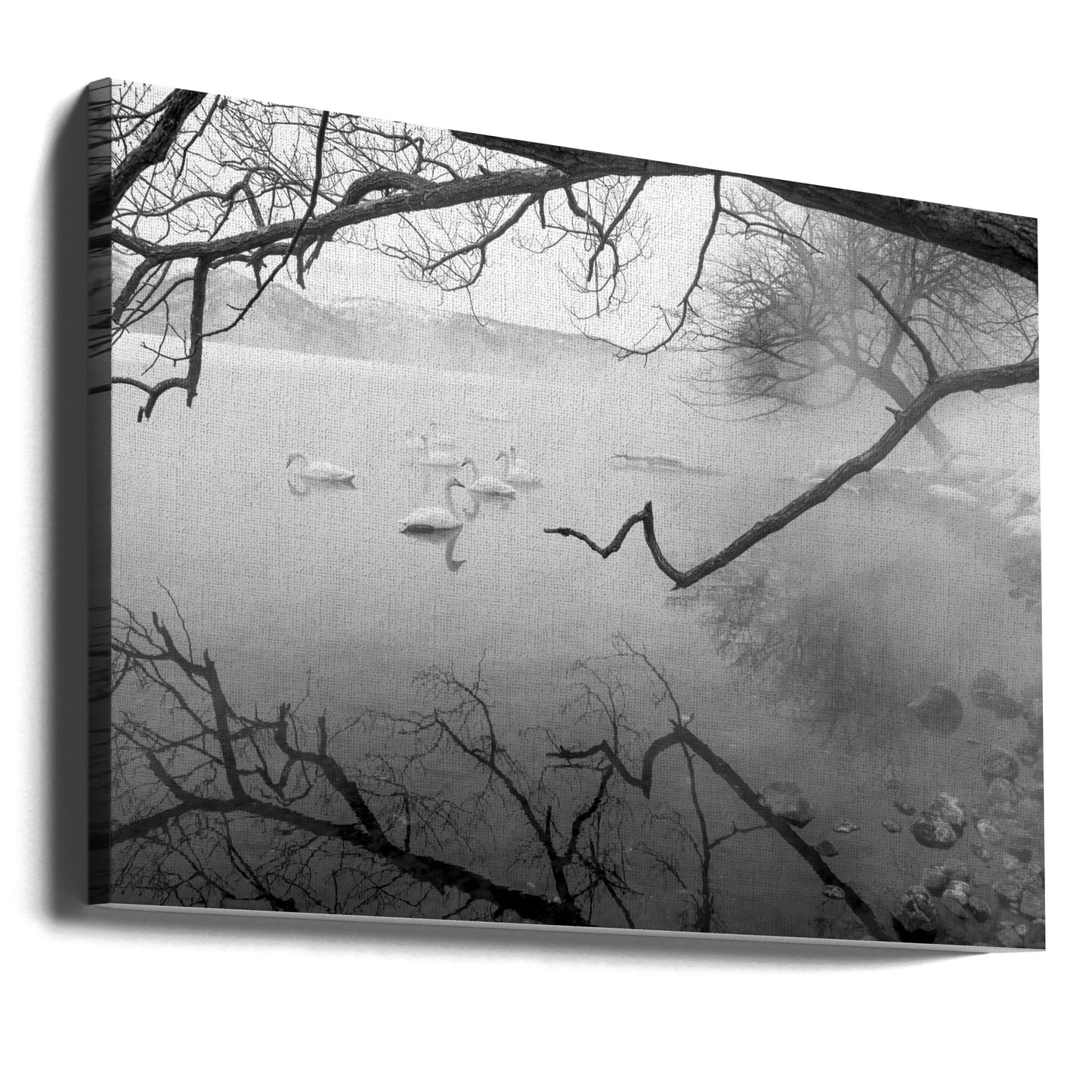 Cisnes en aguas termales | Impresiones en Lienzo
