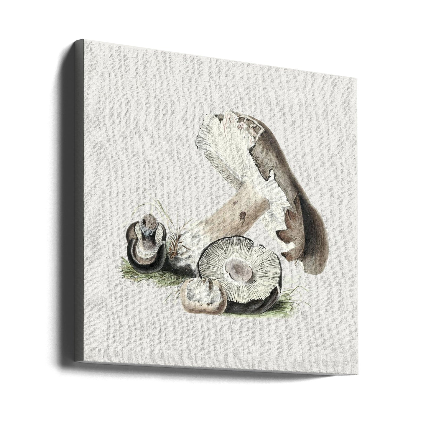 Fungo Agaricus Augustus vintage | Stampe su Tela