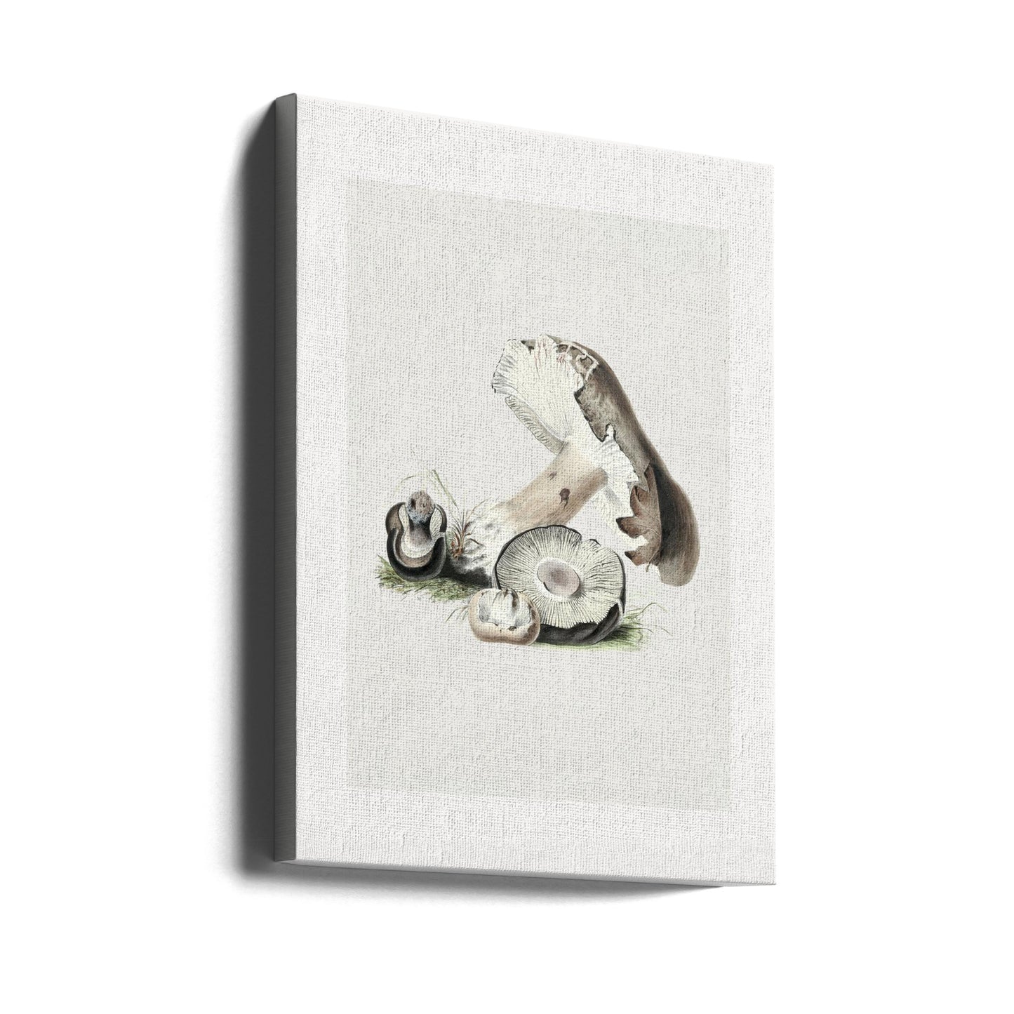 Vintage Agaricus Augustus svamp 50x70 | Canvas