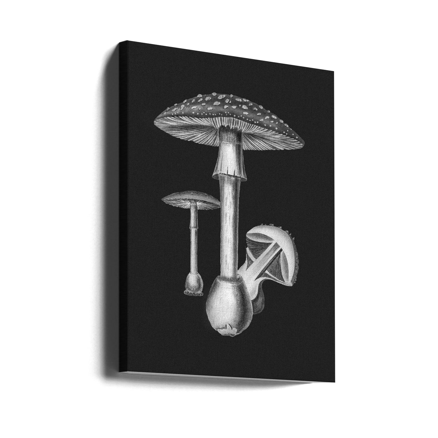 Amanita Muscaria mørk baggrund sort/hvid | Lærredsbilleder