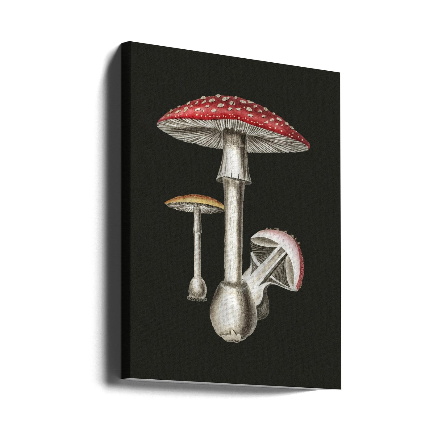 Amanita Muscaria Fondo Oscuro | Impresiones en Lienzo