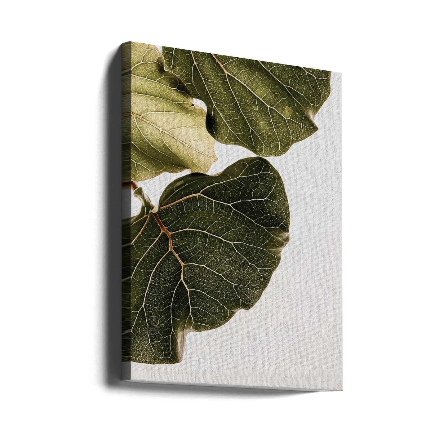 Abutifolia nr 1 | Canvas