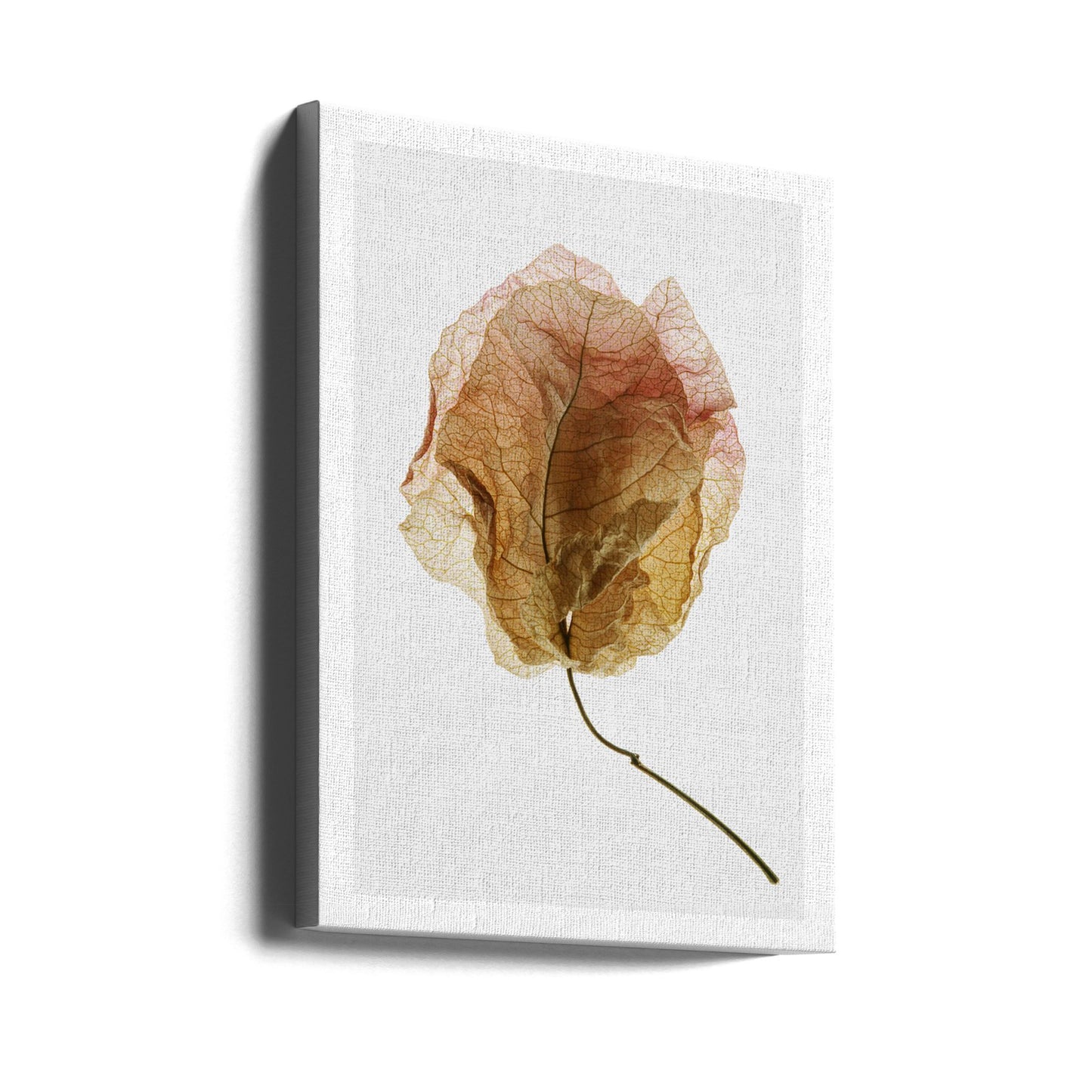Bougainvillea-studie nr 6 | Canvas