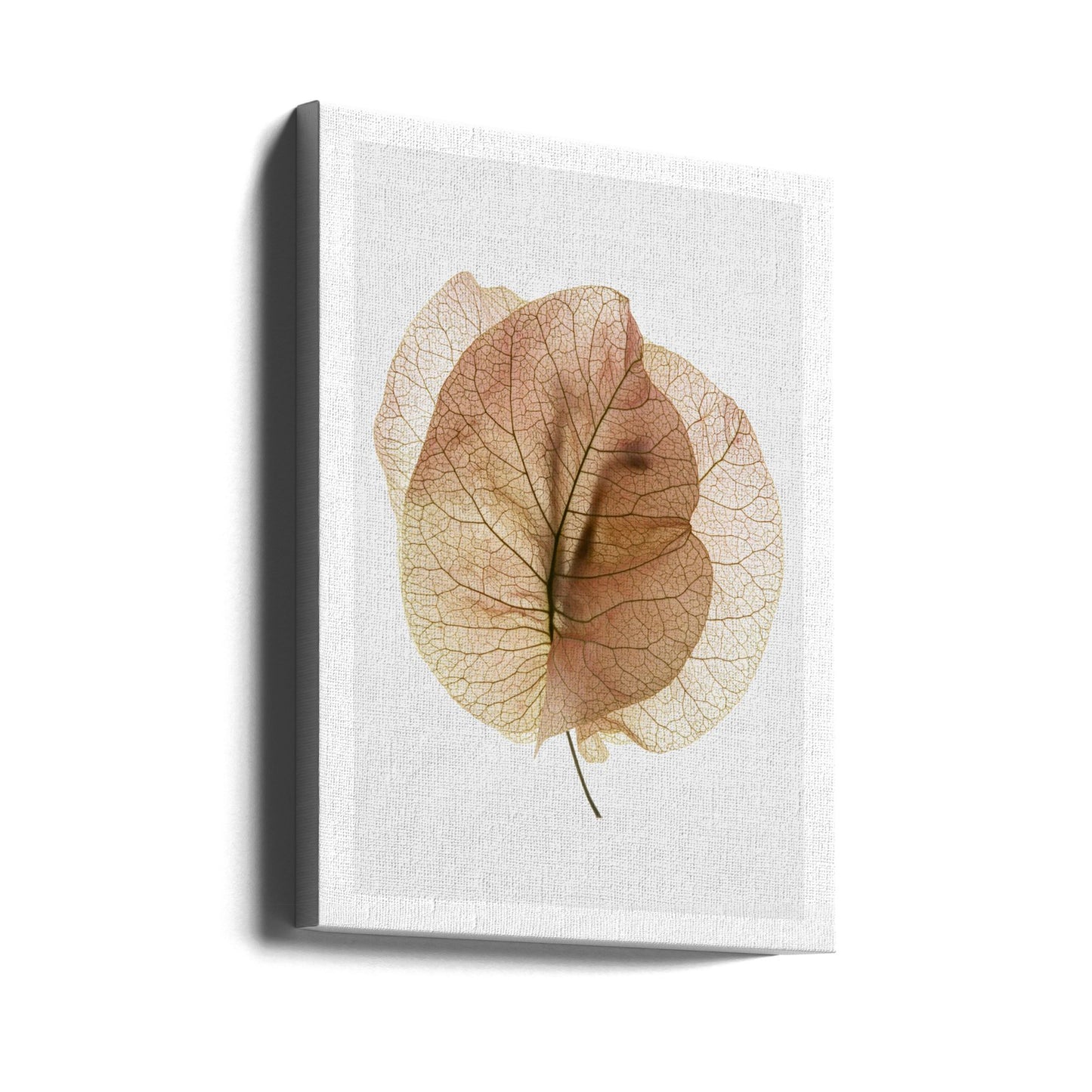 Bougainvillea-studie nr 7 | Canvas