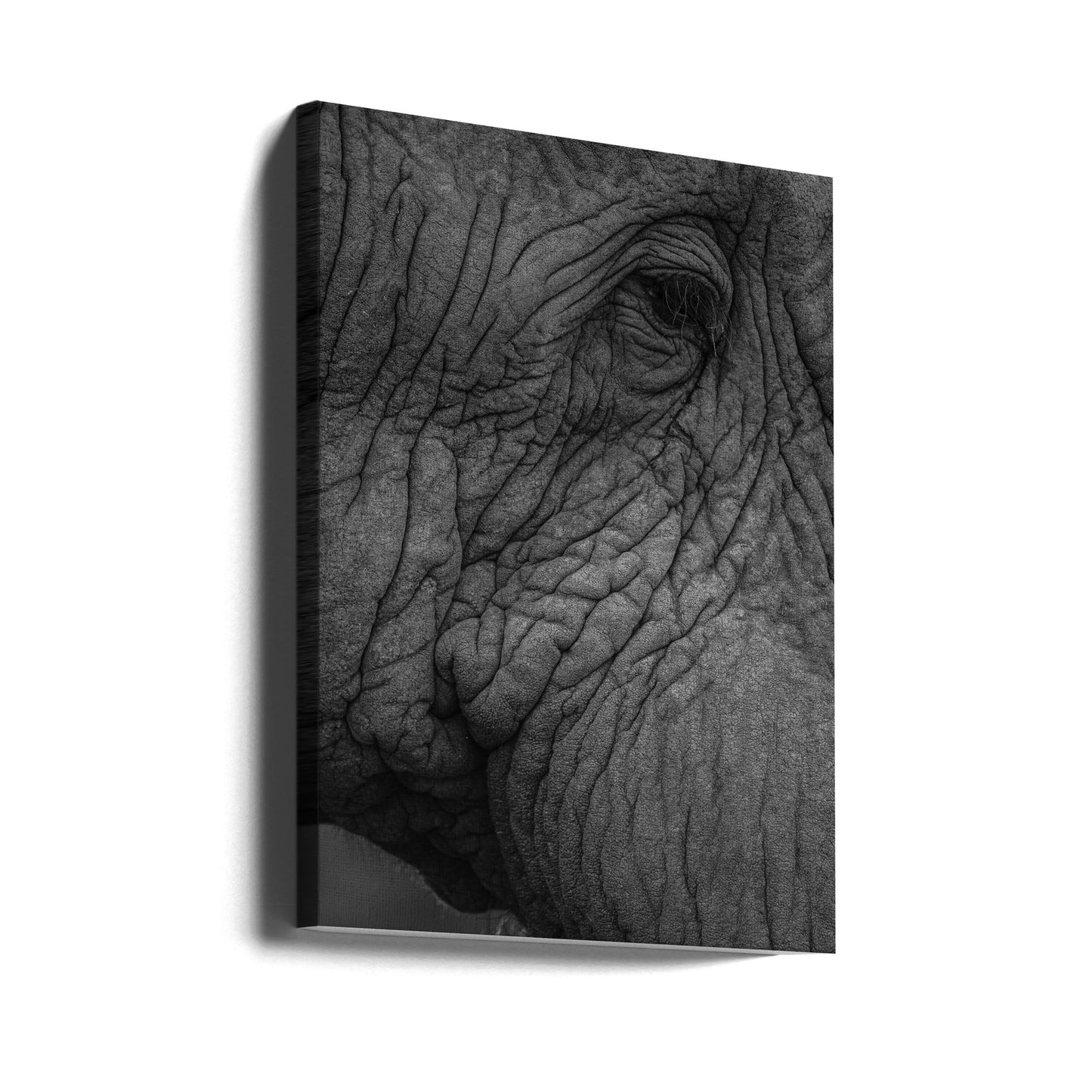 Elefant 01 | Canvas