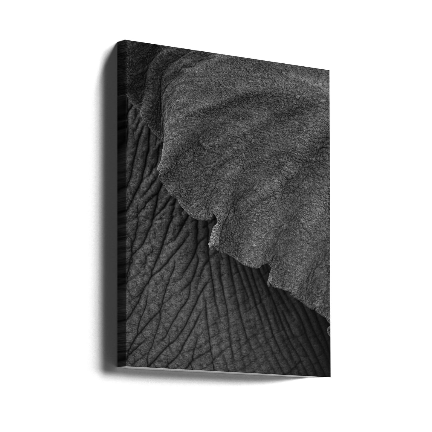 Elefant 02 | Canvas