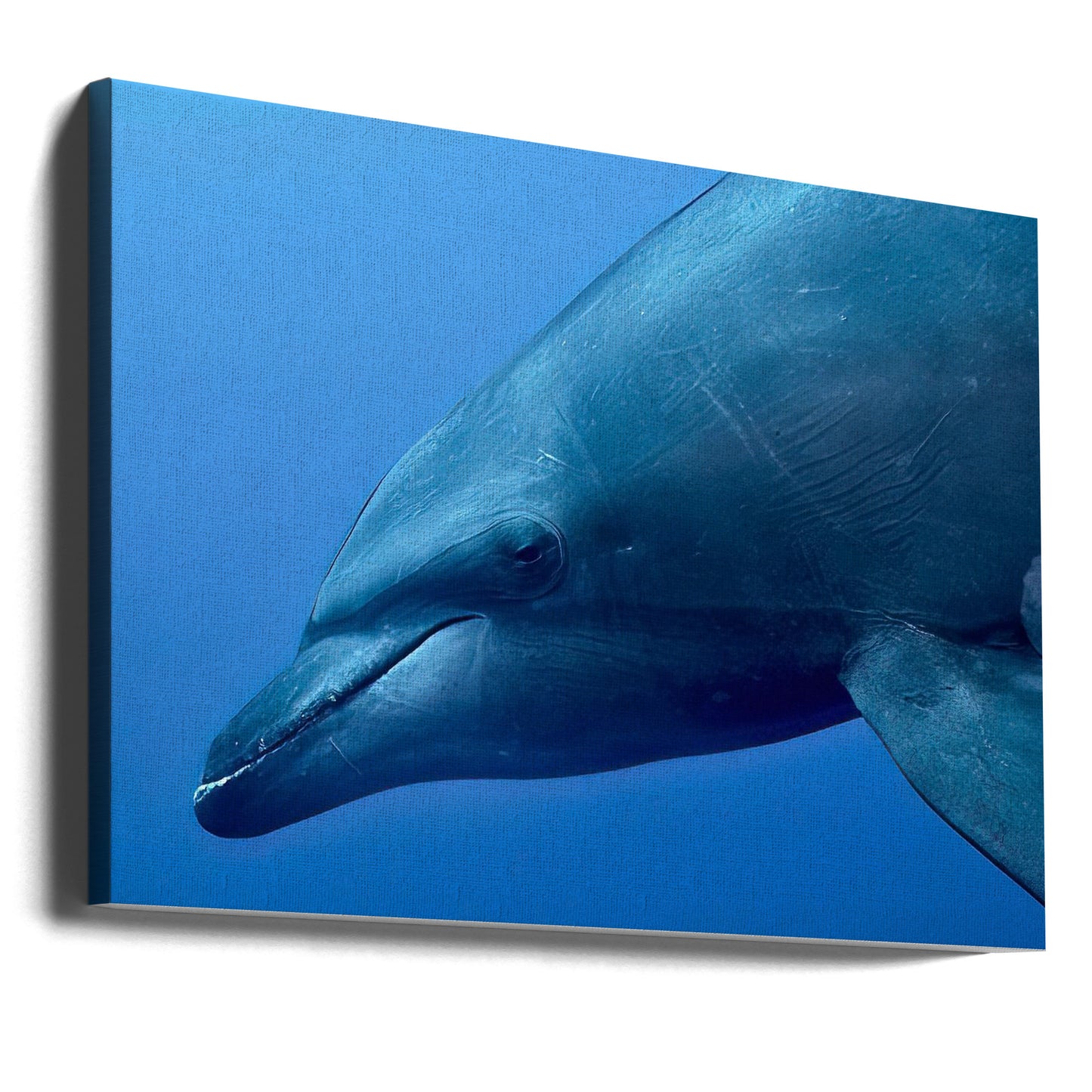 Tursiopporträtt | Canvas
