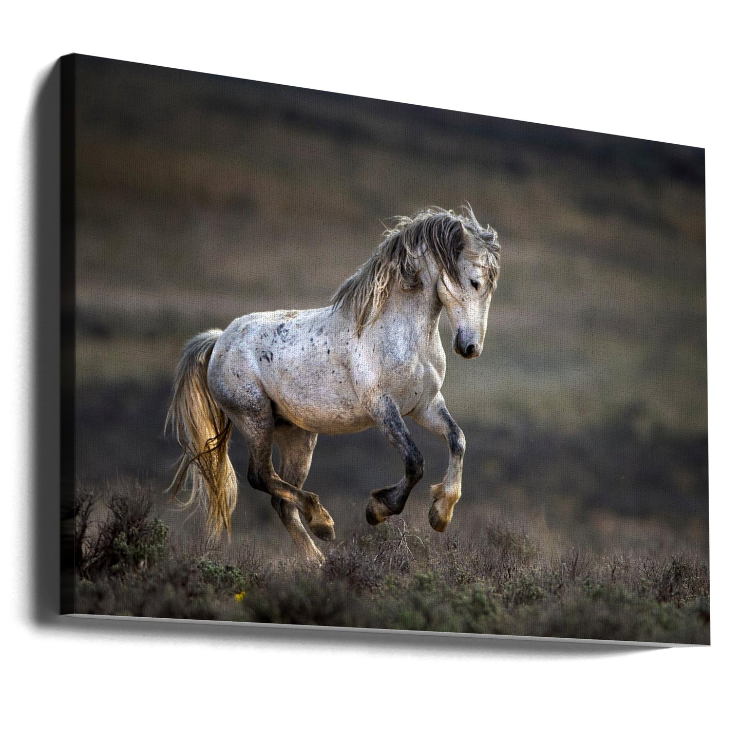 Mustang, Cavallo Selvaggio / Equus ferus caballus | Stampe su Tela