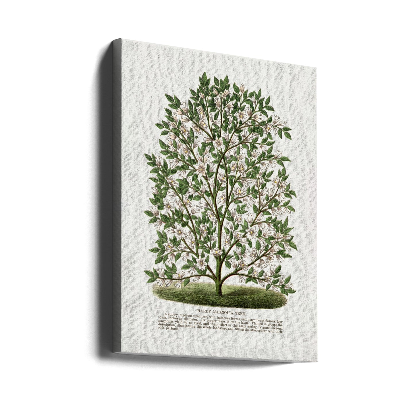 Litografia: Drzewo Magnolii Wytrzymałej | Wydruki na łótnie