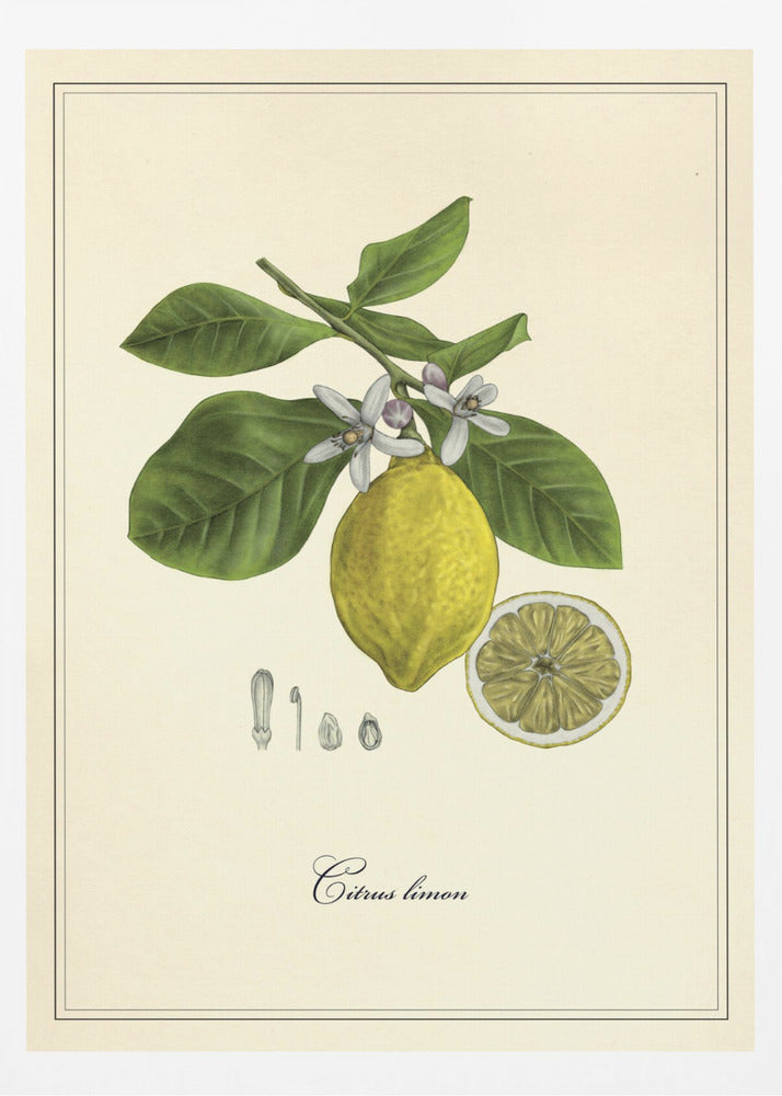 Lemon | Poster