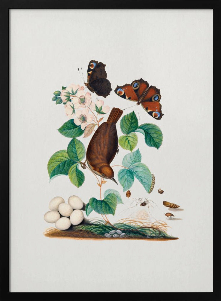 House Wren | Poster