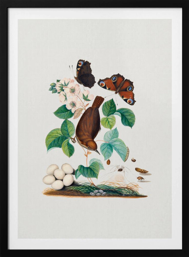 House Wren | Poster