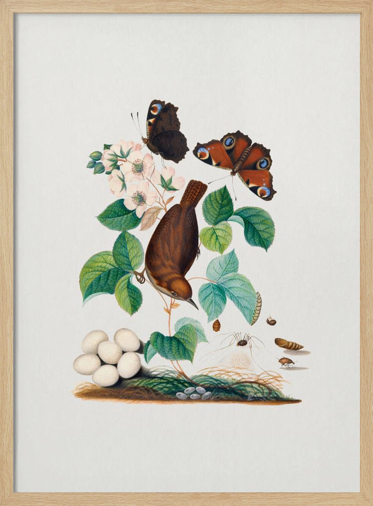 House Wren | Poster