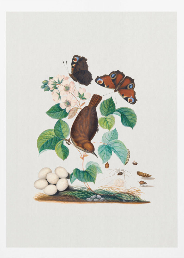 House Wren | Poster