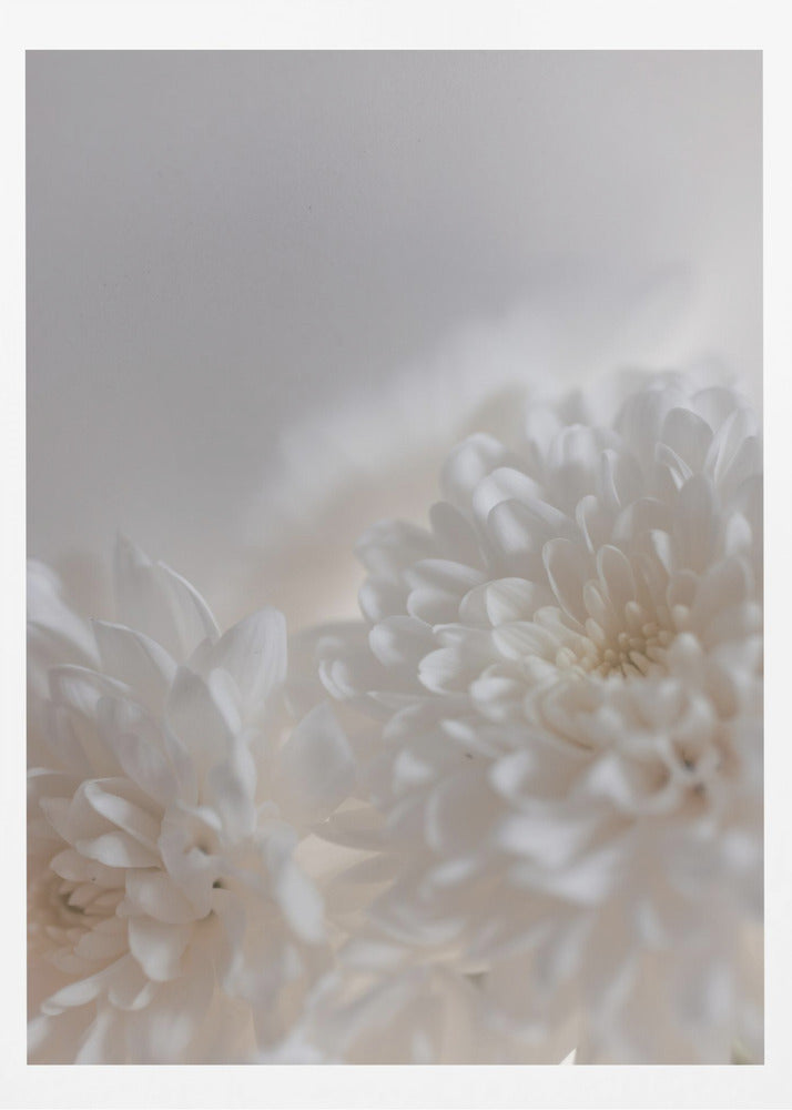 White Flowers 3 | Poster