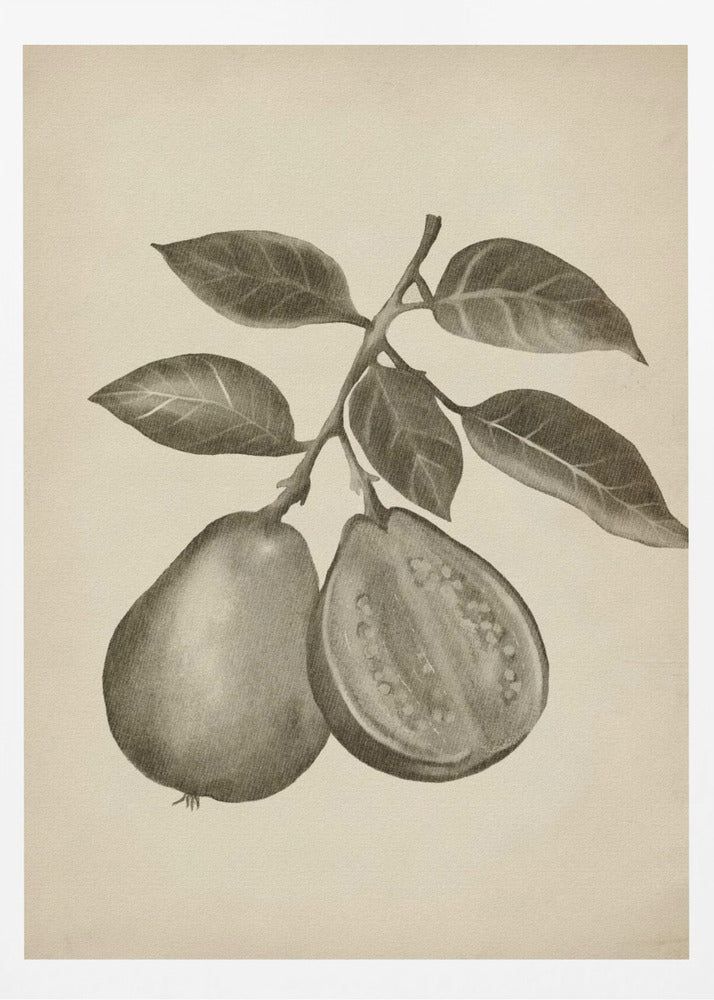 Vintage frukt | Poster