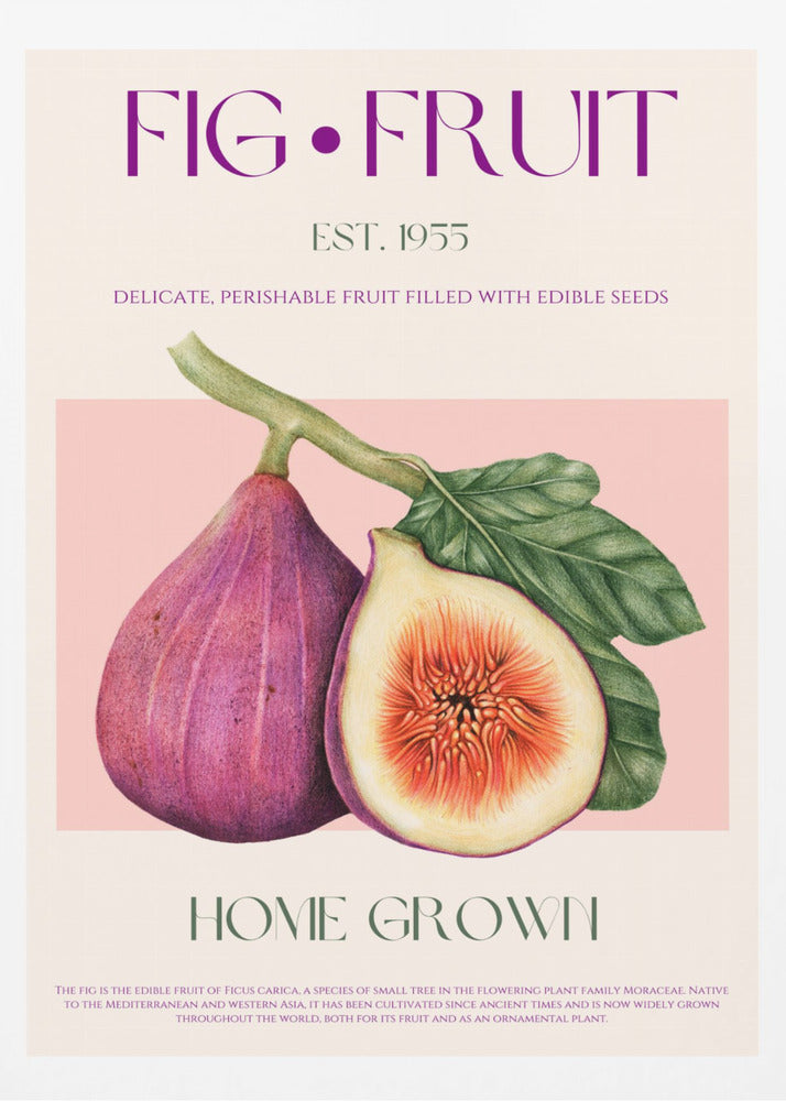 Vintage Fig Delight | Poster