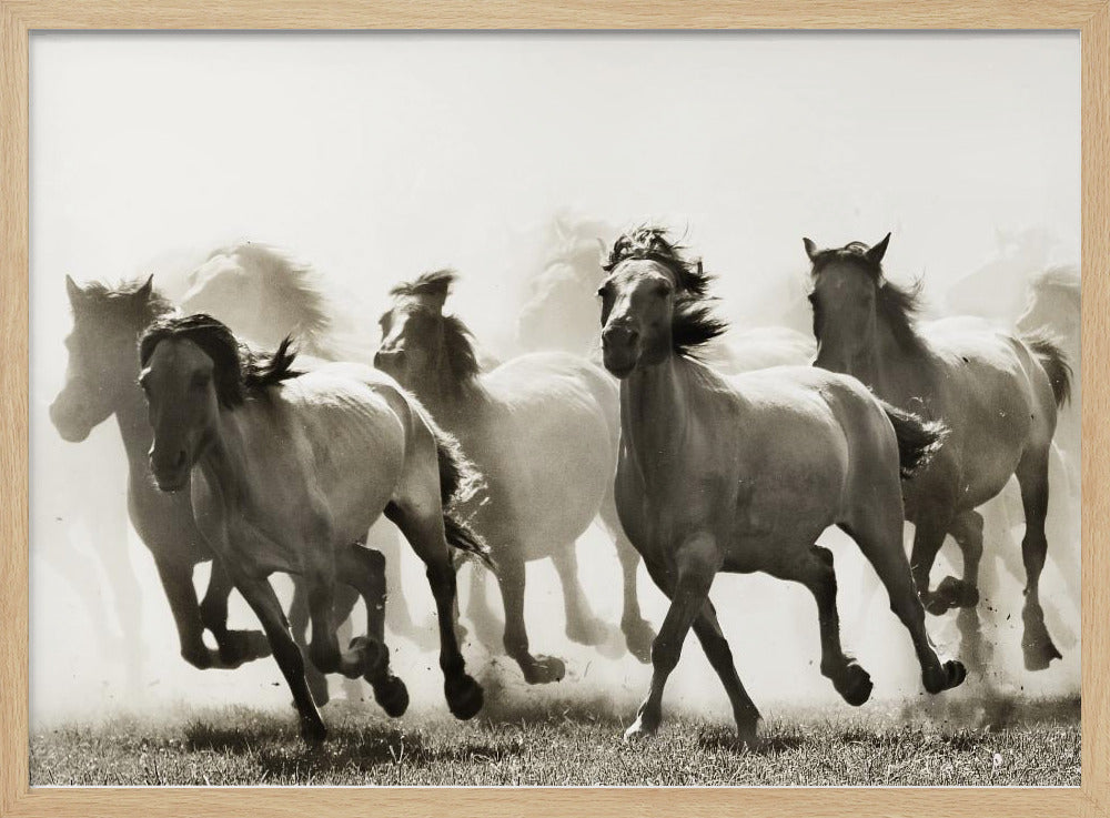 Cheval | Posters - Affiche Artistique