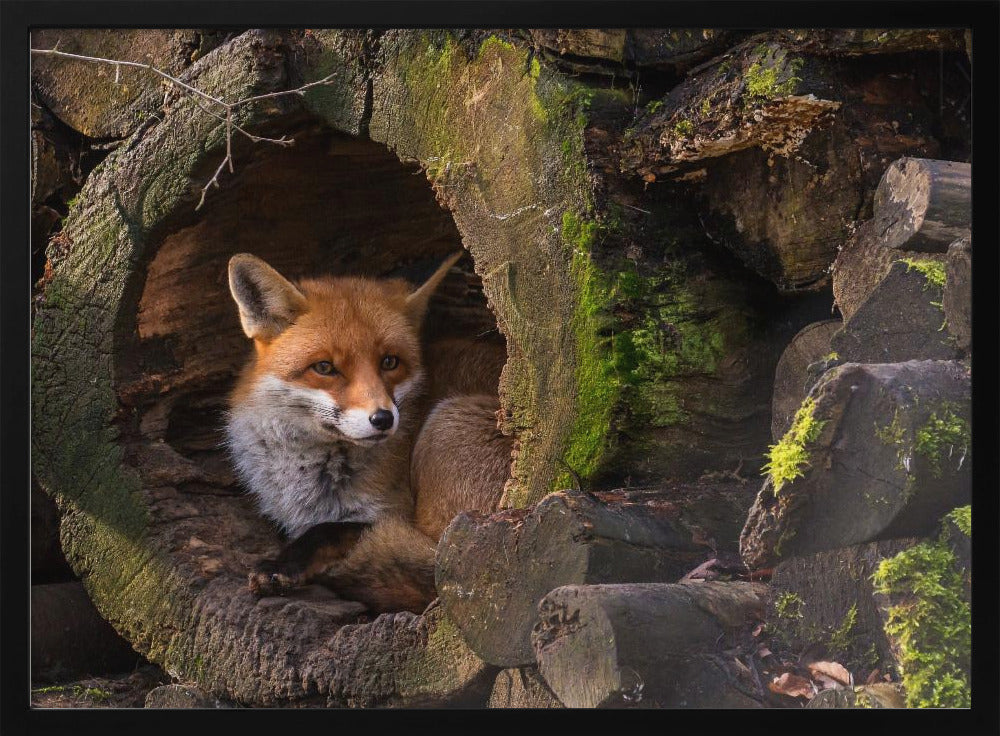 Fuchs | Poster - Kunstdruck