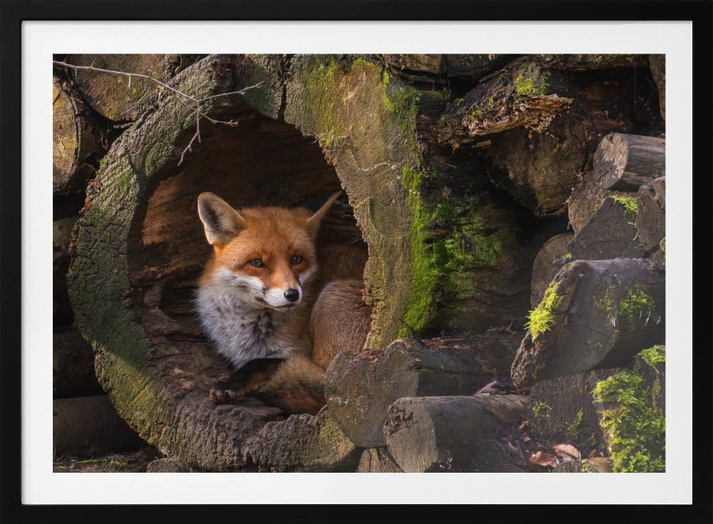 Fuchs | Poster - Kunstdruck