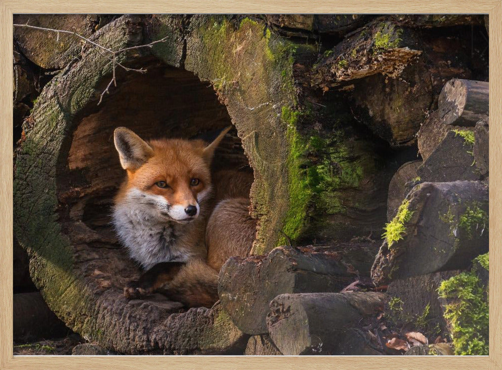 Fuchs | Poster - Kunstdruck