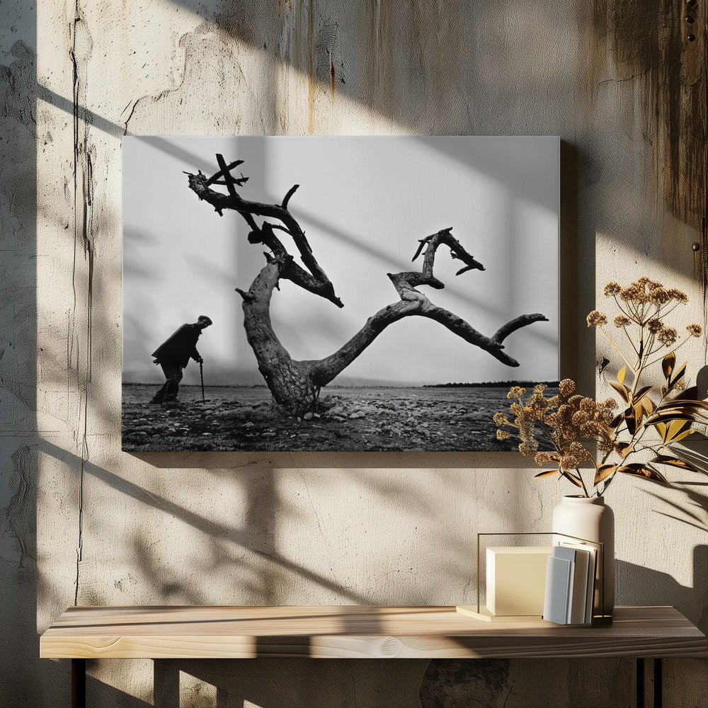 Oude man en boom | Canvasprints