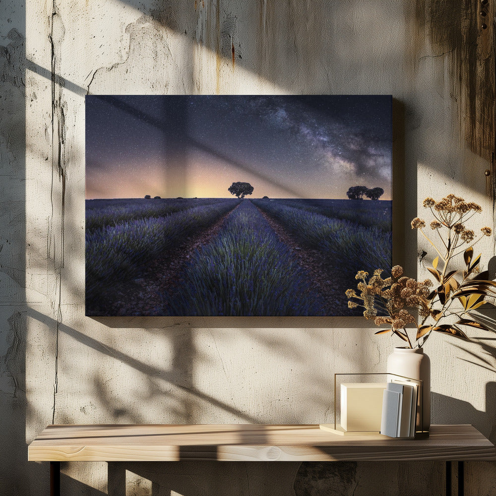 Lavender fields | Canvas