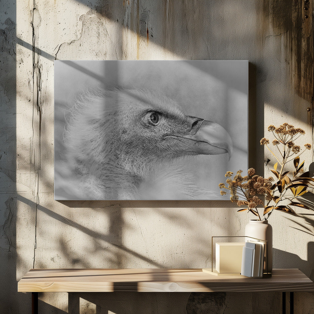 Pygargue à tête blanche | Tableaux sur Toile
