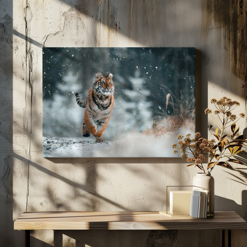 Den sibiriske tiger | Lærredsbilleder
