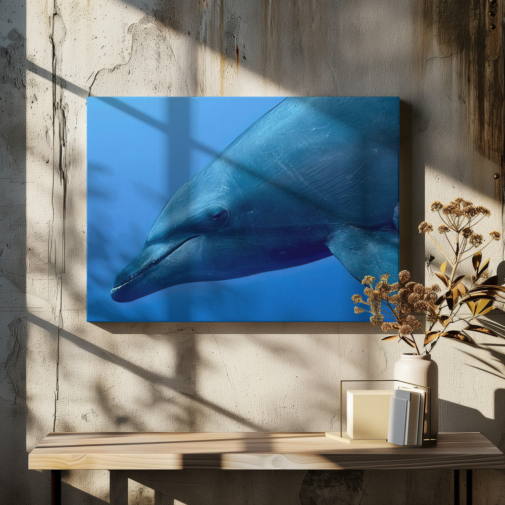 Tursiopporträtt | Canvas
