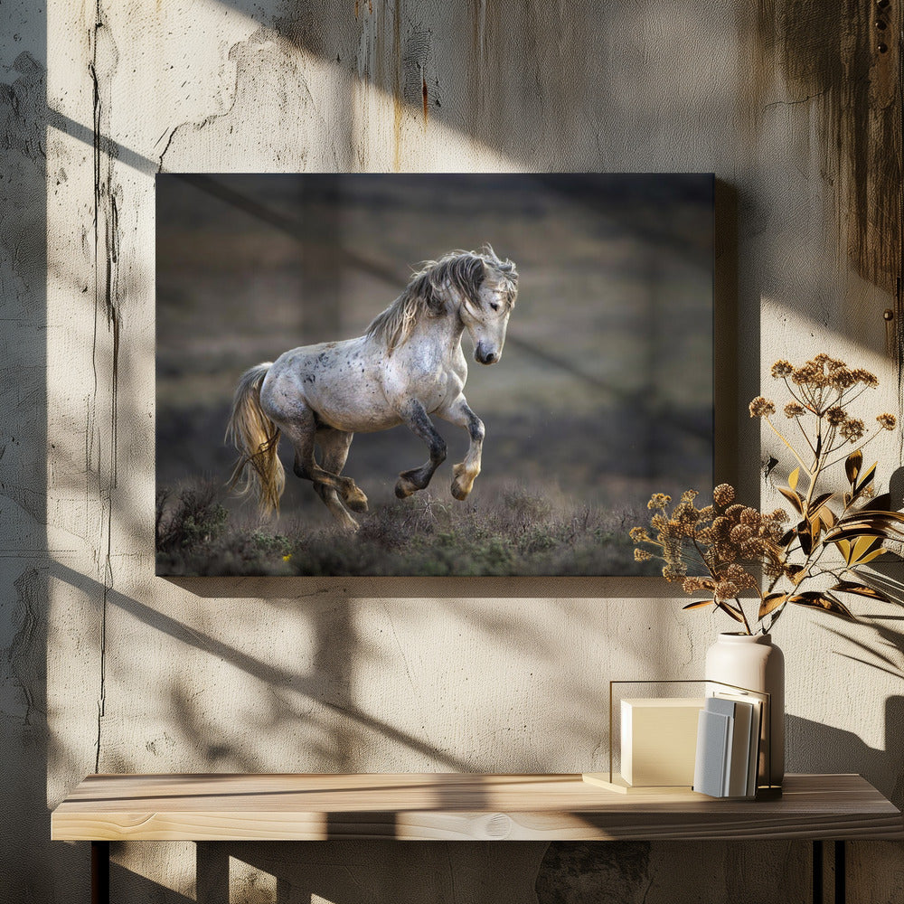 Mustang, Cavallo Selvaggio / Equus ferus caballus | Stampe su Tela