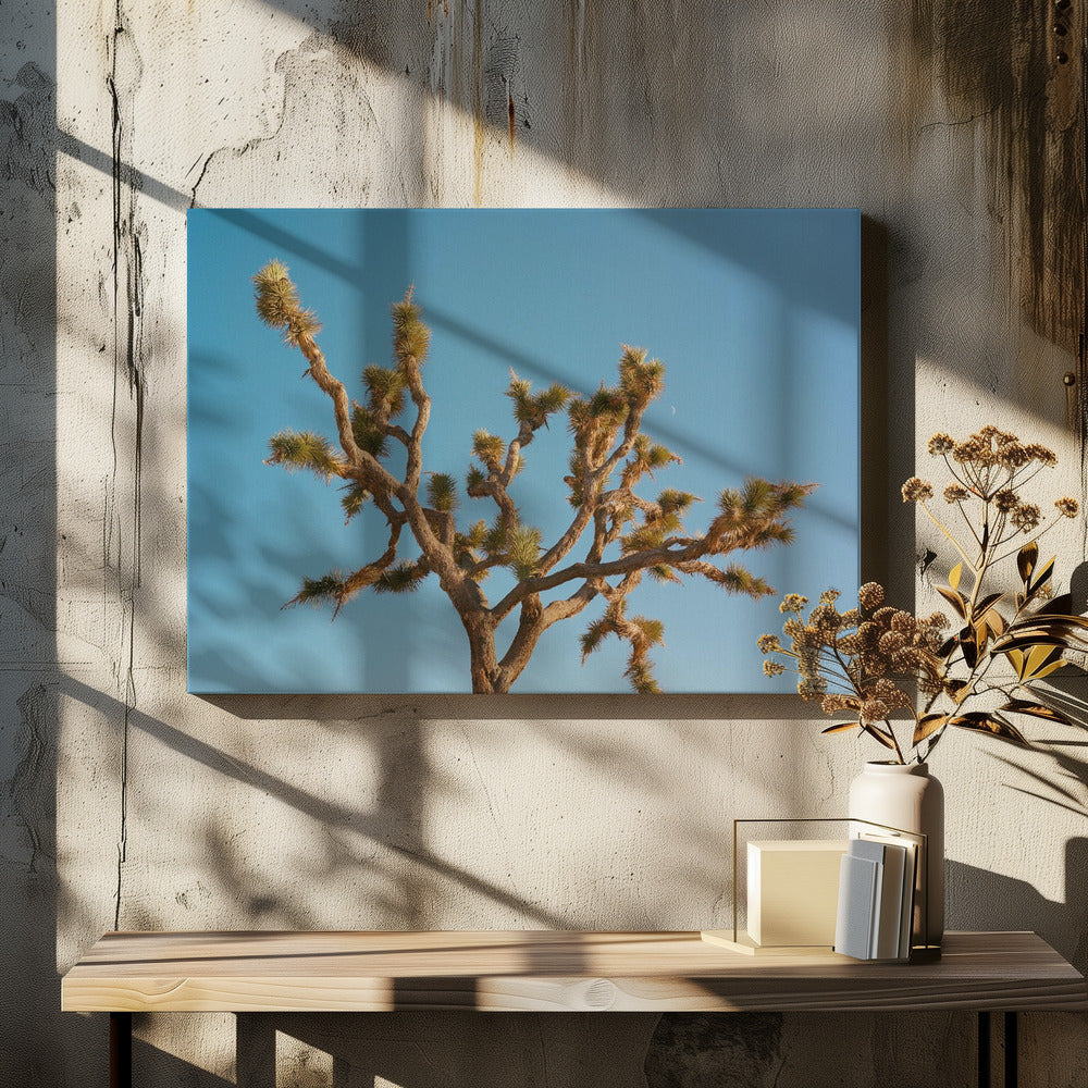 Joshua Tree Maan III | Canvasprints