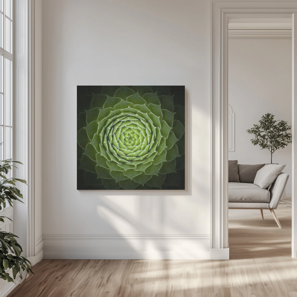 Succulente | Tableaux sur Toile