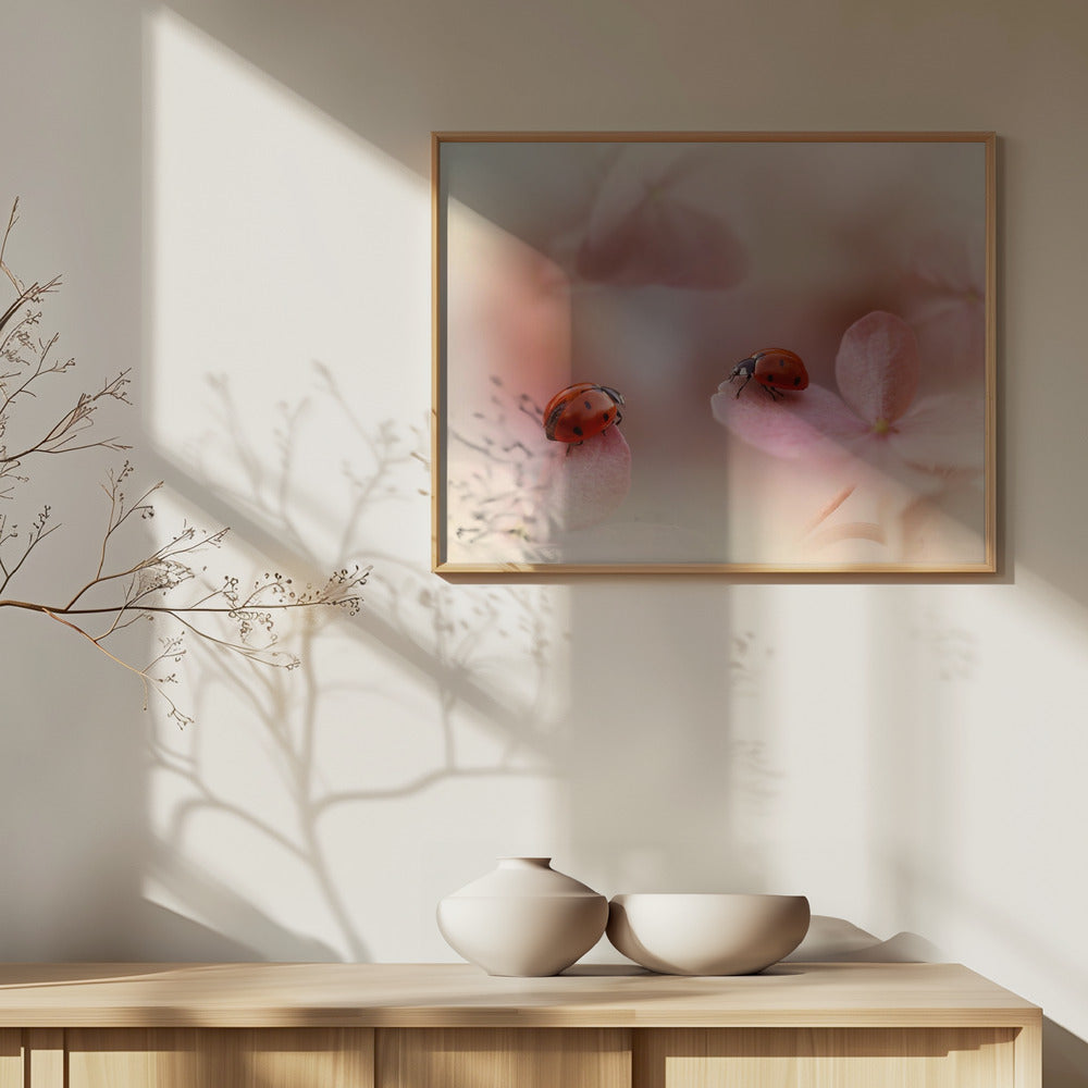 Coccinelles sur hortensia rose. | Posters - Affiche Artistique