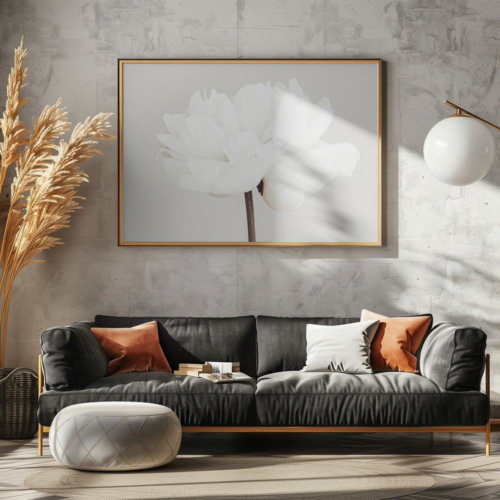 Pfingstrose 11 | Poster - Kunstdruck