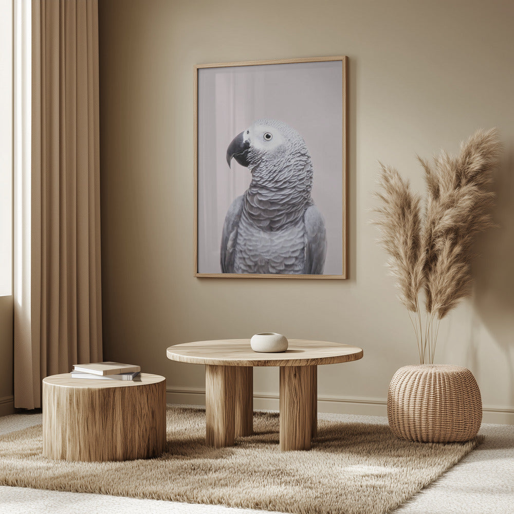 Afrikansk grå | Plakater - Kunsttryk